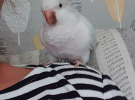Quaker parrot