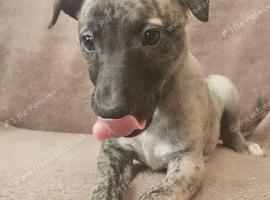 KC Health and Heart tested whippets