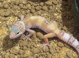 5 month old gecko