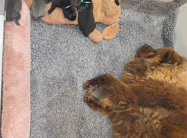 Chaffy puppies