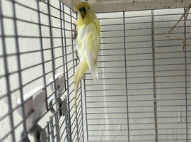 Lemon Yellow Male Budgie