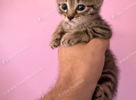 Tabby Kitten