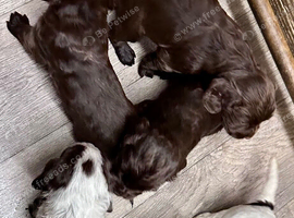 Cocker spaniel puppies