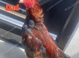 Pure aseel game Bird great quality for sale