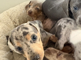 Stunning healthy puppies