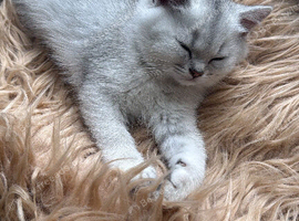 British shorthair