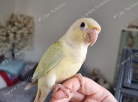 Hand rear conure