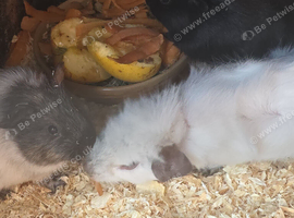 Male guinea pigs