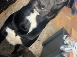 2 girls puppies for sale