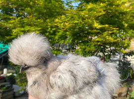 Silkie hens point of lay SALE