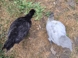 2 polish cross silkie
