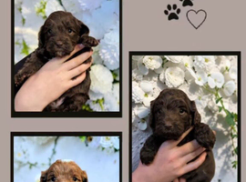 Australian Labradoodle male puppy (miniature)