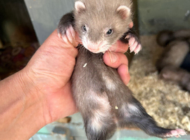 Baby Ferrets - Reserve Now 2 for &pound;100