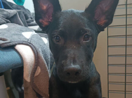 4 month old German shepherd cross Belgian malinois