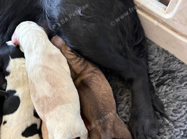 Beautiful pups all colours ready to go to new homes