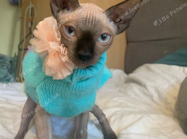 Beautiful sphynx little girl
