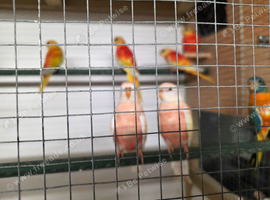 Turk parrakeets