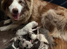 Border collie puppies