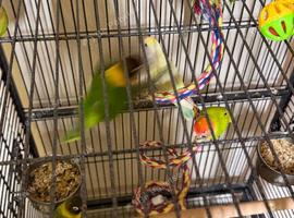 Baby lovebirds