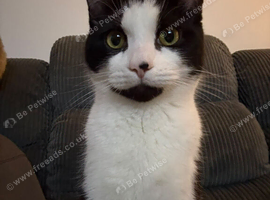 Black and white cat