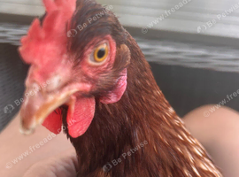 3 Hens 10 months old &pound;20 each