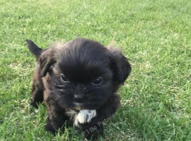 Our adorable litter of Shih Tzu's