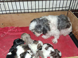 Imperial dobie shih tzu