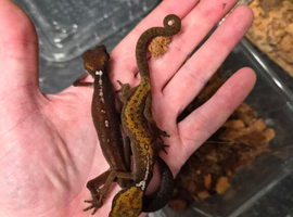 Borneo Cat Gecko at Birmingham Reptiles