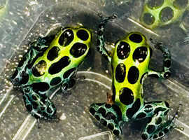Dart frogs available responsibly bred many satisfied new owners