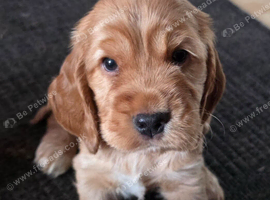 Stunning Golden Show Cocker Spaniel Puppies