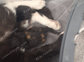 Lovely kittens