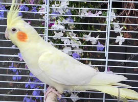 Various baby & adult cockatiels