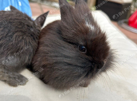 5 baby bunnies