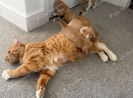 5 ginger kittens