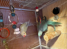 Ringneck pair