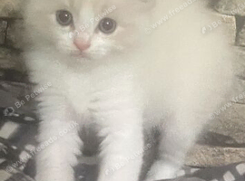 Rare lilac bicolour ragdolls