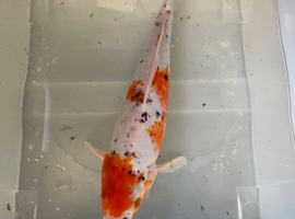 QUALITY KOI CARP COLOURFUL NICE SELECTION