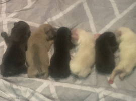 11 day old French bulldogs