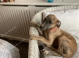 Beautiful fawn brindle boy 12 weeks old