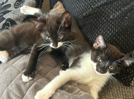 Gorgeous kittens ready to find their forever homes