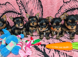 Beautiful Yorkies ️