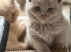 Beautiful BSH lilac kittens