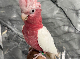 Baby HandReared Super Tame Cuddly Lutino Galah Cockatoo Parrot,