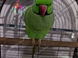 Pair of Indian ringnecks