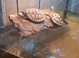 2 map turtles with tank and lights and heat bulb with stand