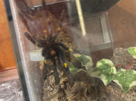 Poecilotheria For Sale