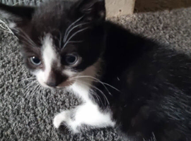 Kittens 9 weeks old ready to go