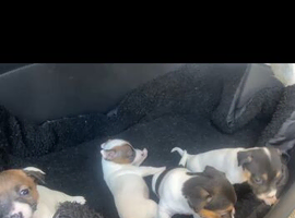 Beautiful jack russel puppies for sale