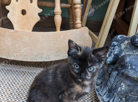 Tortoise shell kitten