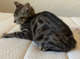 2 bengal x